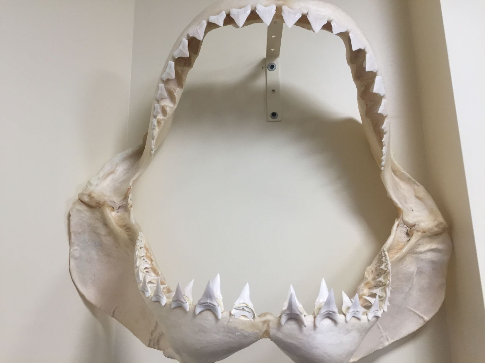 Great White Shark jaw